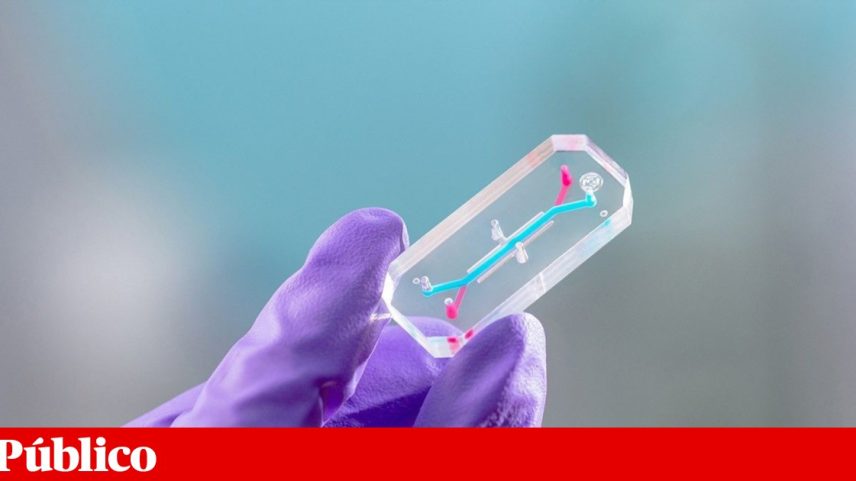 A experiência *Avatar*, que terá células dos astronautas nestes pequenos dispositivos, vai a bordo da missão Ártemis II