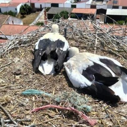 GNR salva cria de cegonha-branca ferida em Moura