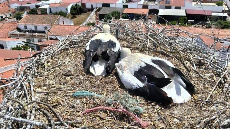 GNR salva cria de cegonha-branca ferida em Moura