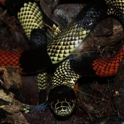 Possível chegada de serpentes venenosas ao bairro preocupa moradores