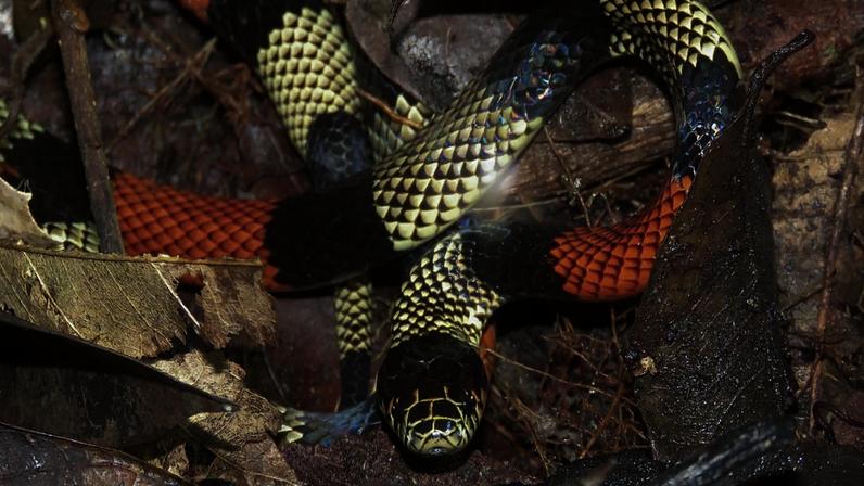 Possível chegada de serpentes venenosas ao bairro preocupa moradores
