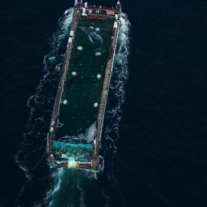 Baleia-jubarte libertada após encalhe no mar do Norte