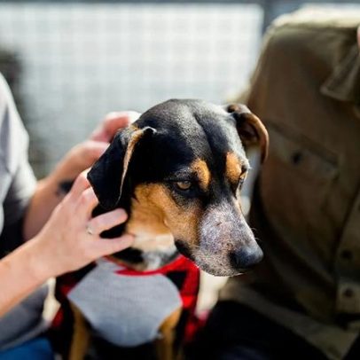 Resgate de 1.500 beagles de testes de laboratório
