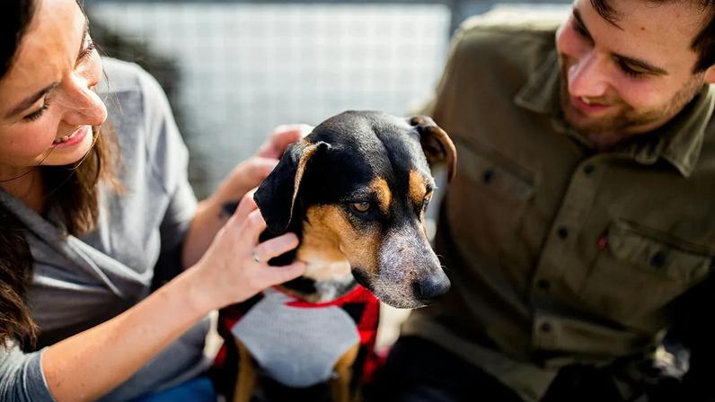 1.500 beagles estão destinados a novos lares depois de terem sido libertados de um centro de reprodução e investigação.