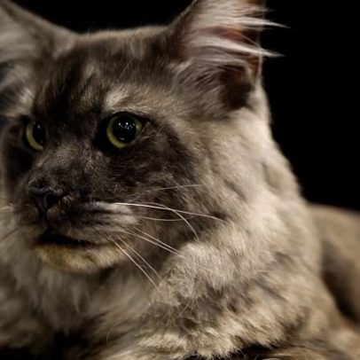 Concurso felino internacional em Sófia reúne os gatos mais bonitos da Europa