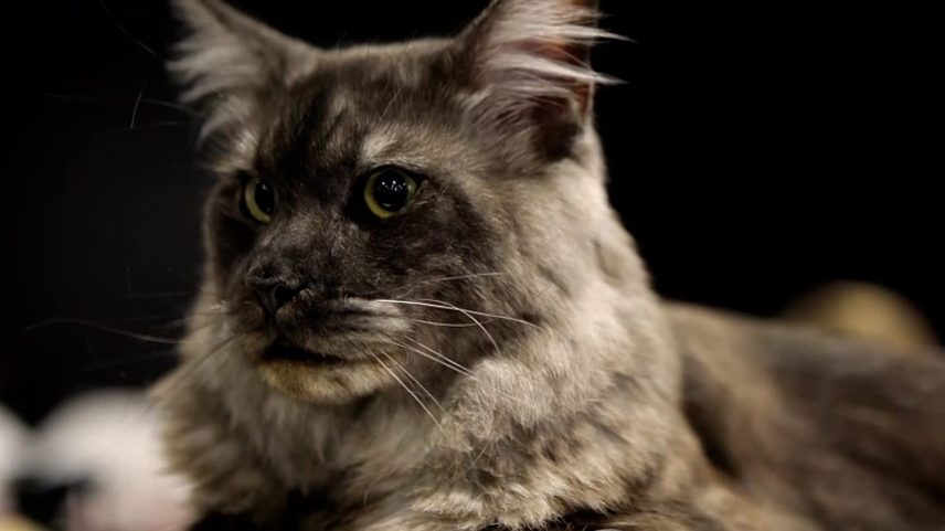 Concurso felino internacional em Sófia reúne os gatos mais bonitos da Europa