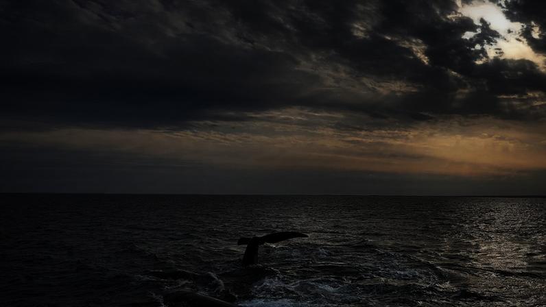 Dinamarca planeia recuperar do mar Báltico uma baleia morta e realizar uma autópsia (imagem de arquivo).