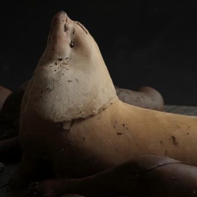 Leão-marinho gigante Chonkers atrai multidões em São Francisco