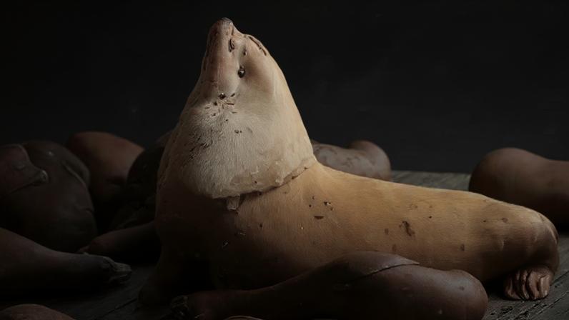 Leão-marinho gigante Chonkers atrai multidões em São Francisco