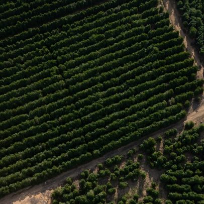 Acordo UE-Mercosul gera dúvidas sobre café brasileiro exportado para a Europa