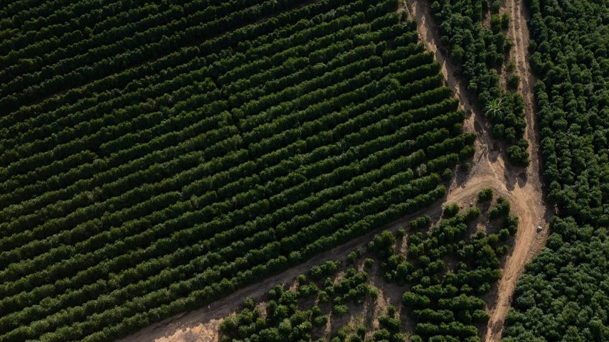 Acordo UE-Mercosul gera dúvidas sobre café brasileiro exportado para a Europa