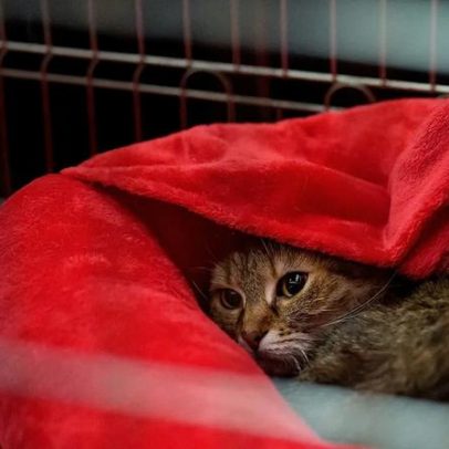 União Europeia reforça regras sobre criação de cães e gatos