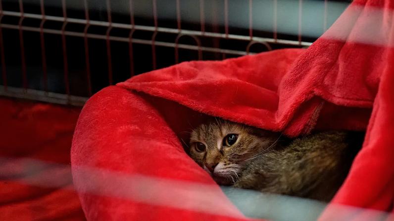 União Europeia reforça regras sobre criação de cães e gatos