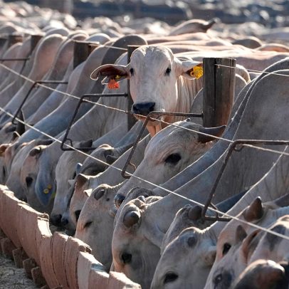 Grupos de bem-estar animal criticam proibição da carne brasileira