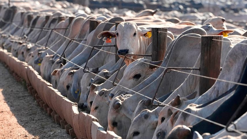 Grupos de bem-estar animal criticam proibição da carne brasileira