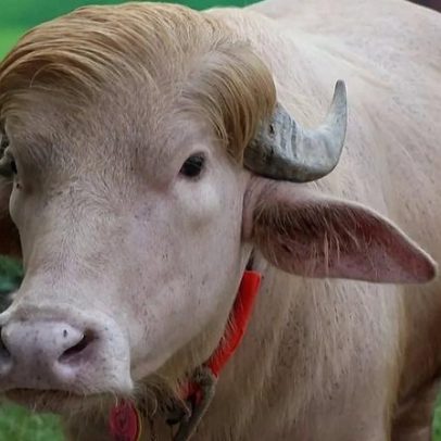 Búfalo albino em Bangladesh torna-se atração improvável