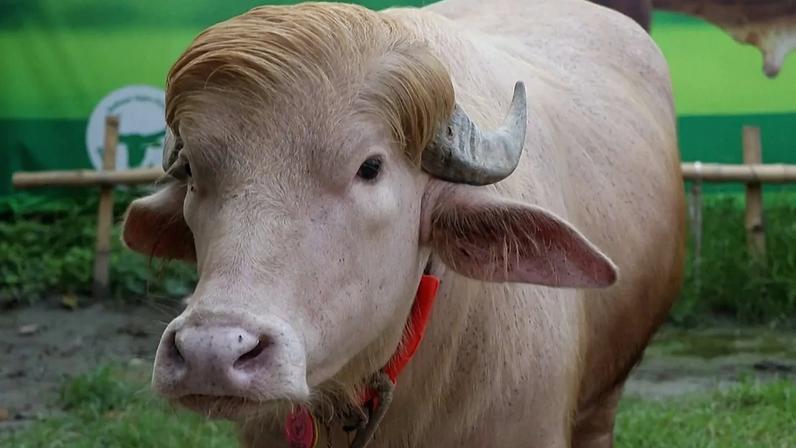Búfalo albino apelidado de "Donald Trump" à venda antes do Eid al-Adha numa exploração pecuária em Narayanganj