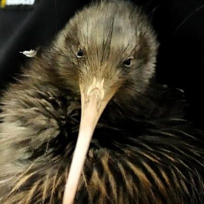 Kiwis regressam à capital da Nova Zelândia após um século