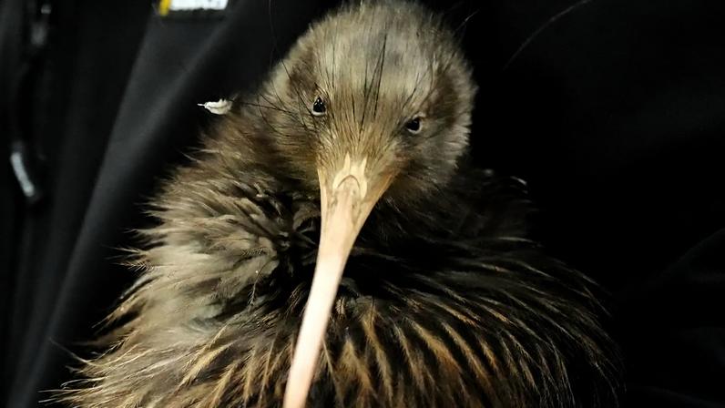 Kiwis regressam à capital da Nova Zelândia após um século