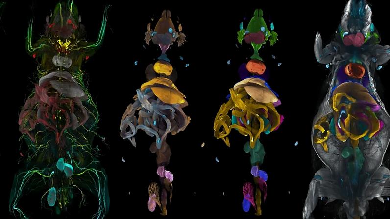 Varreduras de rato transparentes, codificadas por cores e anotadas pelo MouseMapper para análise de doenças em todo o corpo.