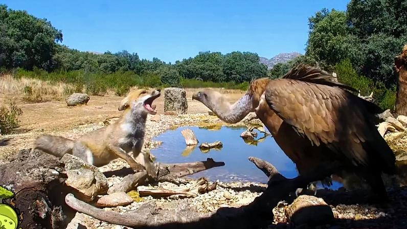 Espanha usa webcams de natureza como janela digital para a vida selvagem