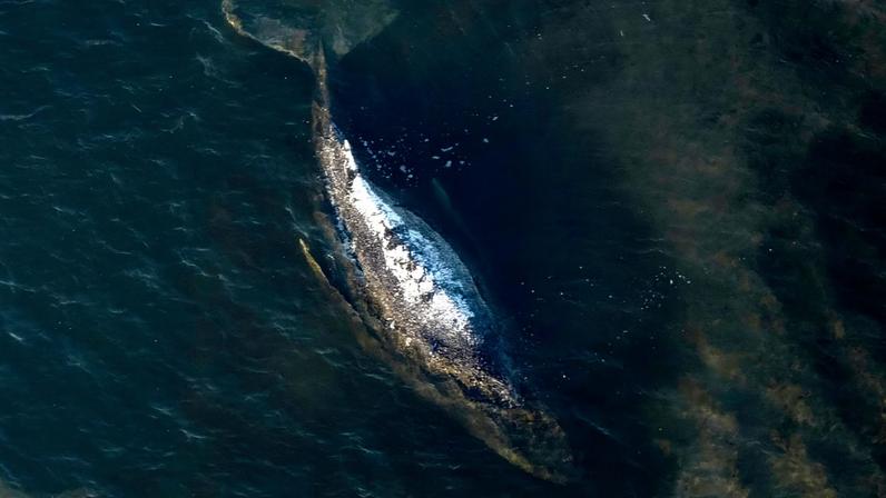 A baleia jubarte jaz numa baía desolada ao largo da ilha de Poel, na Alemanha, na quarta-feira, 22 de abril de 2026.