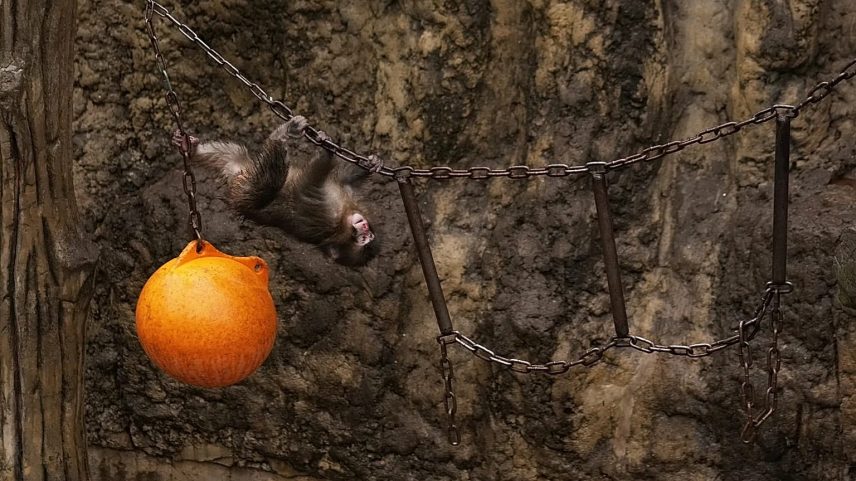 Punch, um macaco japonês, brinca no parque infantil dos macacos no jardim zoológico da cidade de Ichikawa, 3 de março de 2026