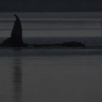 Baleia-jubarte Timmy morreu; GPS confirma identidade