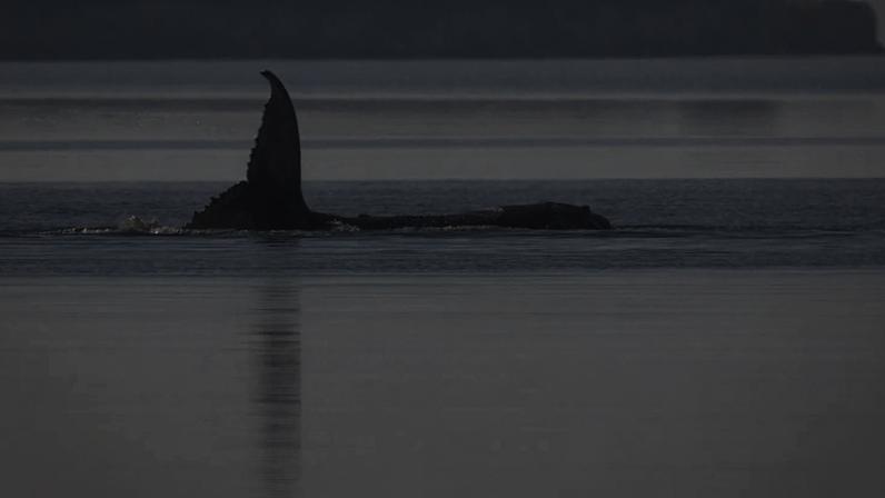Baleia-jubarte Timmy morreu; GPS confirma identidade