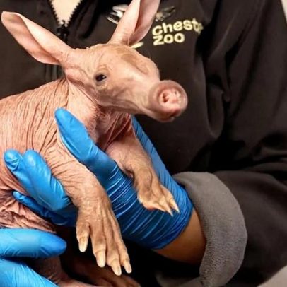 Reino Unido: nasce raro porco-da-terra no zoo de Chester