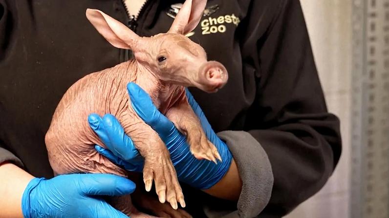 Reino Unido: nasce raro porco-da-terra no zoo de Chester