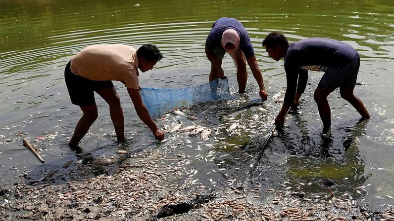 Trabalhadores retiram peixes mortos após fuga numa conduta agravar a descida do nível da água durante vaga de calor no lago artificial Sanjay, em Nova Deli