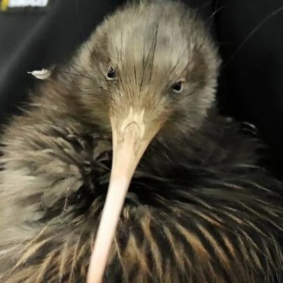 Kiwis icónicos regressam a Wellington e dão-nos sentido de identidade