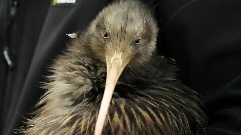 Kiwis icónicos regressam a Wellington e dão-nos sentido de identidade
