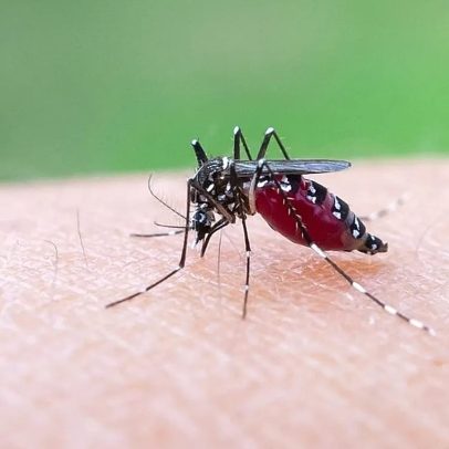 Europa pode tornar-se foco de chikungunya com calor a ampliar habitats de mosquitos