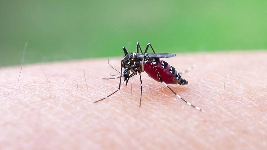 Europa pode tornar-se foco de chikungunya com calor a ampliar habitats de mosquitos