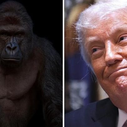 Administração Trump alvo de críticas por homenagem ao gorila Harambe