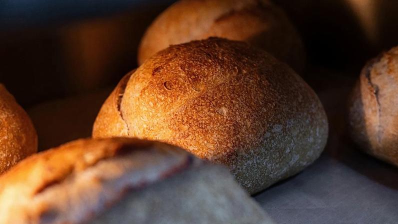 Impressão de trigo com 8 000 anos na Geórgia redefine origens do trigo pão, dizem cientistas