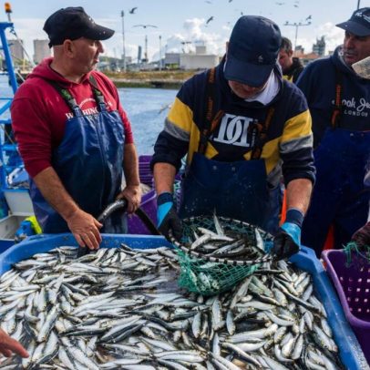 Preço do cabaz de sardinha duplica no primeiro dia de pesca