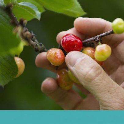 Defesa firme das primeiras cerejas suscita debate entre agricultores