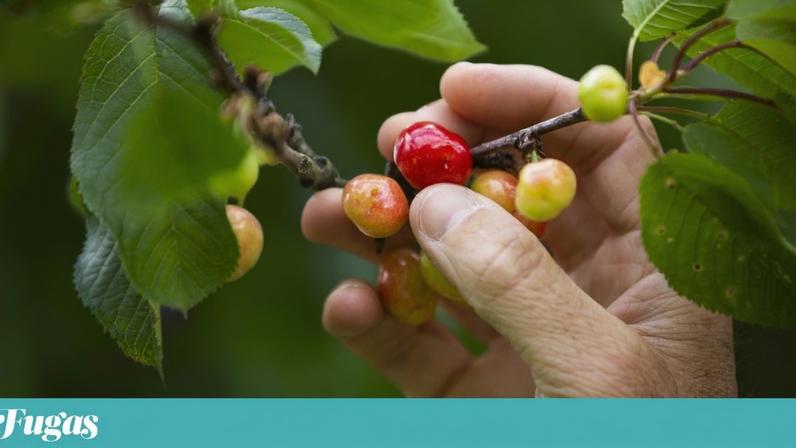 Defesa firme das primeiras cerejas suscita debate entre agricultores