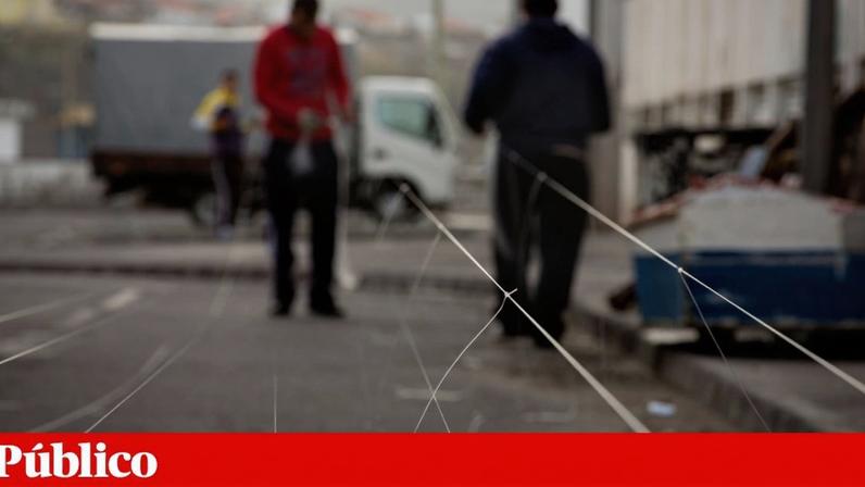Tubarão espancado até à morte nos Açores: ONG denuncia ao Ministério Público
