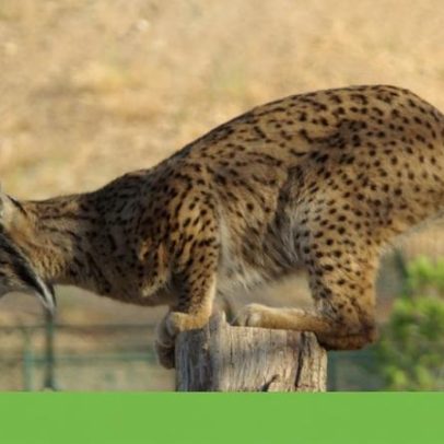 Governo apresenta plano com metas vinculativas para conservação do lince-ibérico