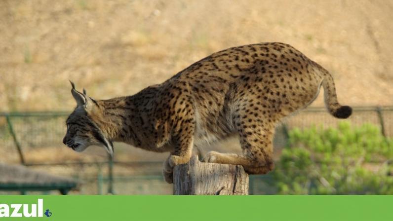 Governo apresenta plano com metas vinculativas para conservação do lince-ibérico