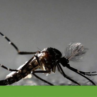 Mosquito da dengue amplia presença a 28 concelhos em 2025