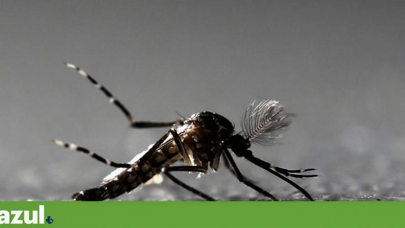 Mosquito da dengue amplia presença a 28 concelhos em 2025
