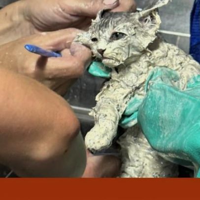 Gato encontrado num balde de cola sobrevive e é adotado