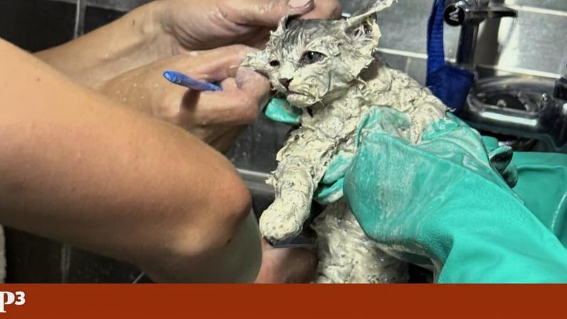 Gato encontrado num balde de cola sobrevive e é adotado
