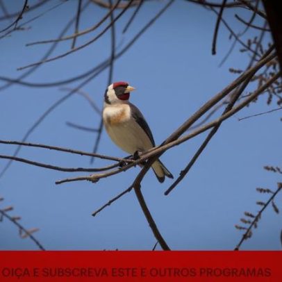 Luísa Ferreira Nunes revela lições da Natureza