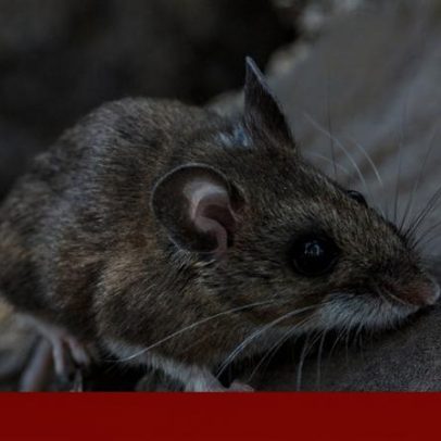 Hantavírus: três mortes num cruzeiro destacam infecção rara
